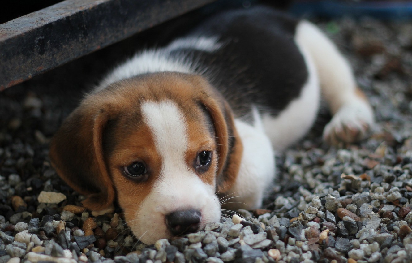 dog-puppy-beagle-little-looking-sobaka-shchenok-lezhit-mordo