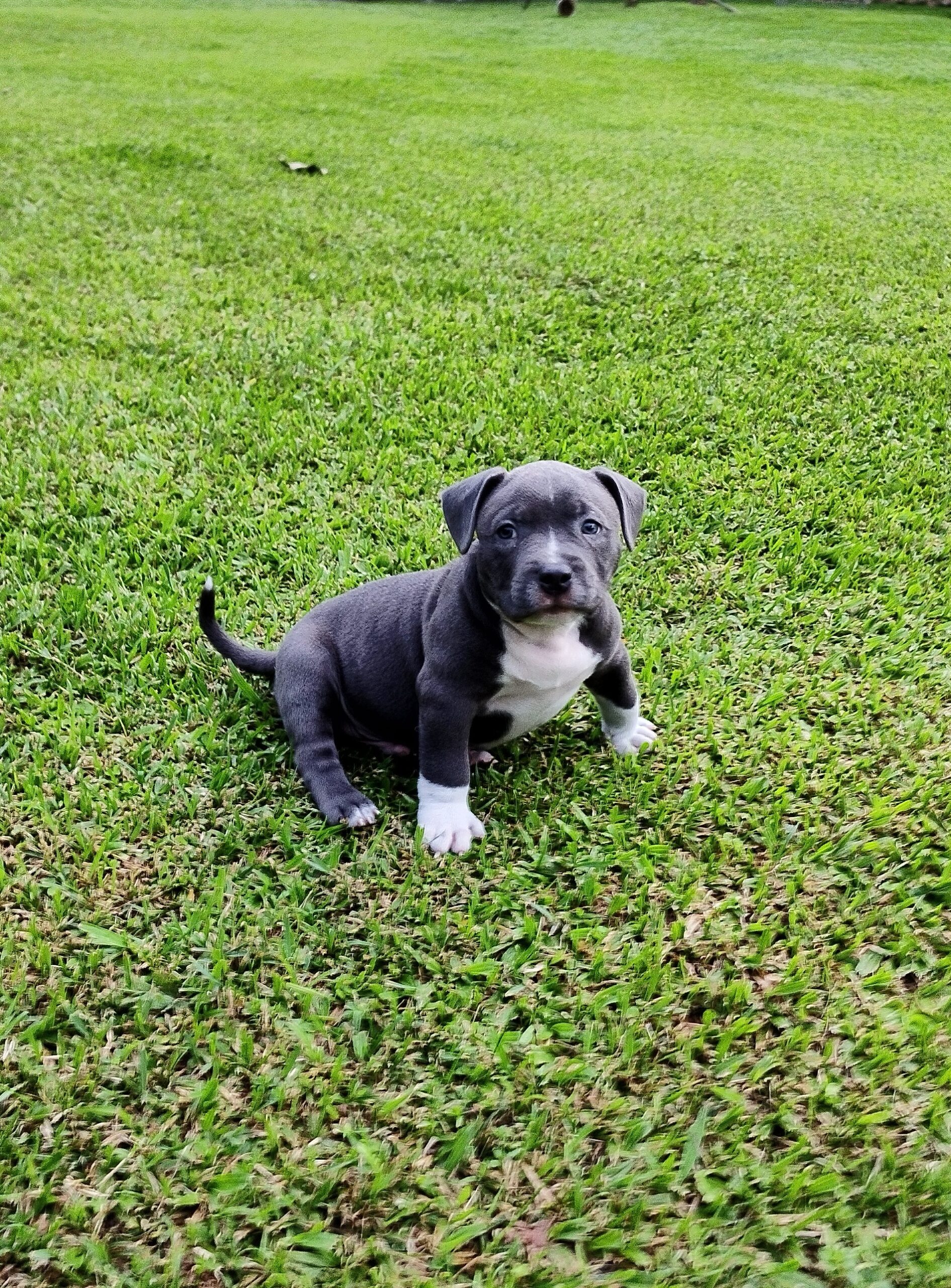 pocket-bully-puppies-for-sale-nc-teodora-nixon