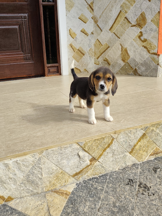 Beagle feminha tricolor 2 padrão 13″