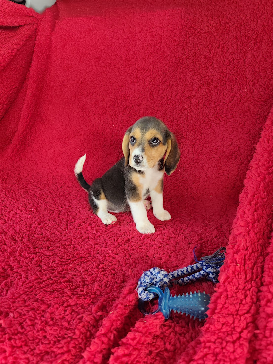 Beagle feminha tricolor padrão 13″