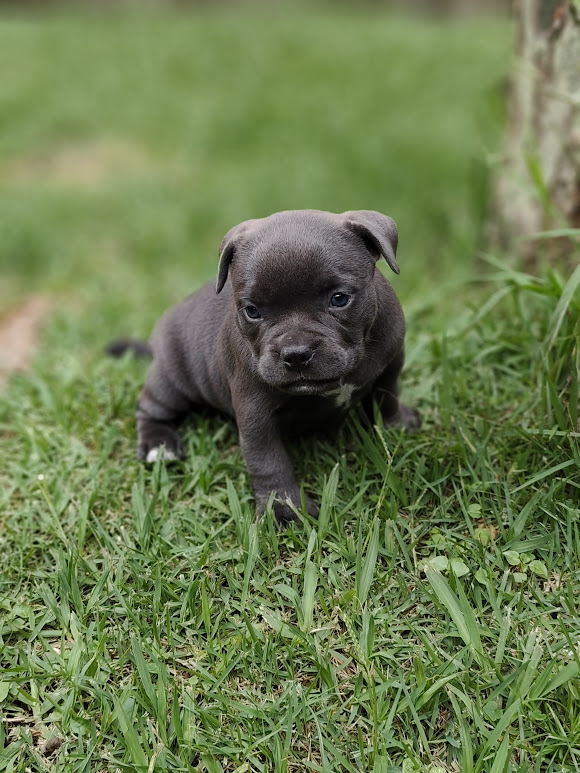 American Bully macho Blue pocket