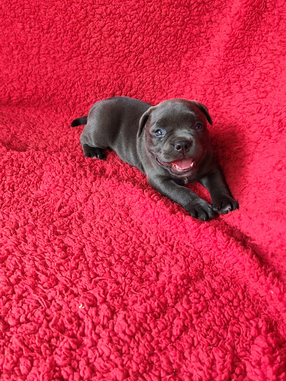 American Bully fêmea  Blue