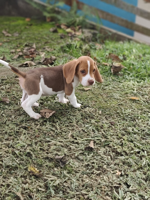 Beagle machinho chocolate