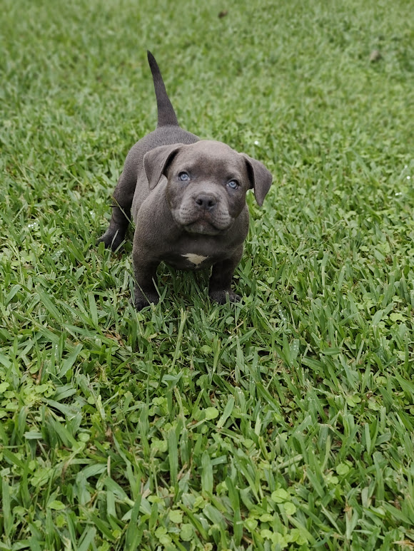 American Bully macho Blue pocket 2