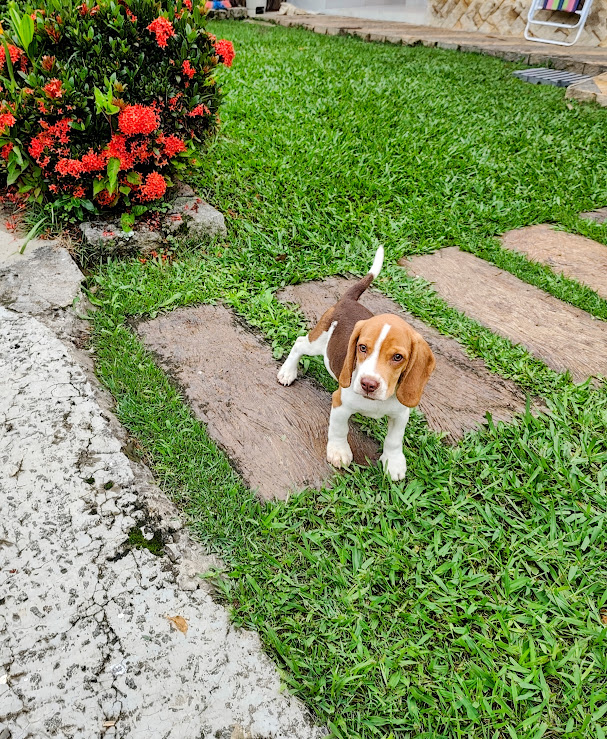Beagle machinho chocolate