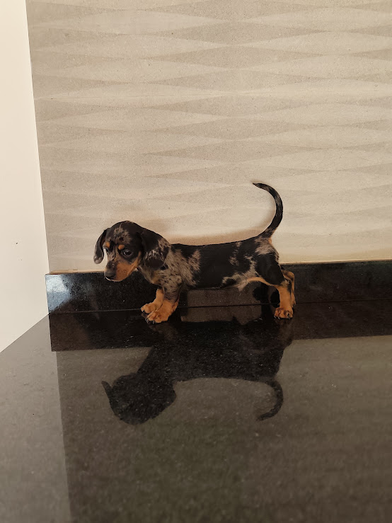 Basset- Dachshund machinho anão