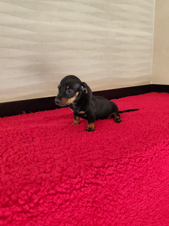 Basset- Dachshund feminha anão