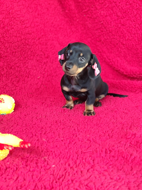 Basset- Dachshund feminha anã