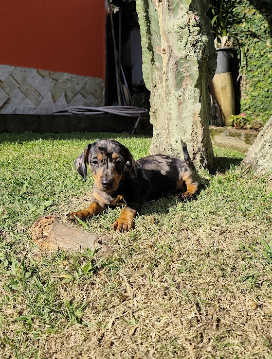 Basset- Dachshund machinho anão