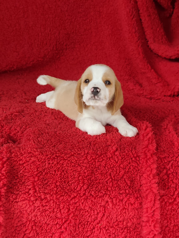 Beagle machinho bicolor padrão 13″