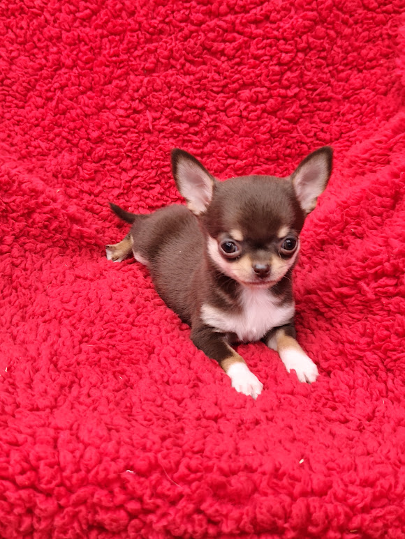Chihuahua feminha maravilhosa choco tan