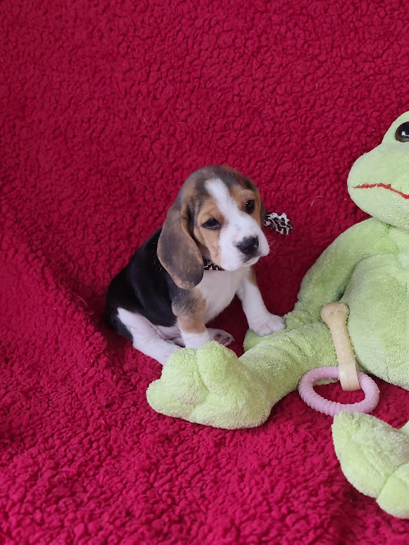 Beagle feminha tricolor padrão 13″