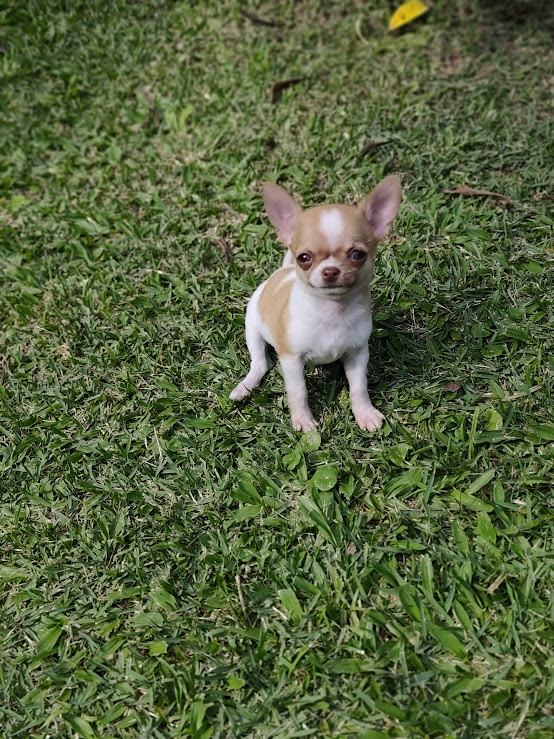 Chihuahua feminha maravilhosa bicolor
