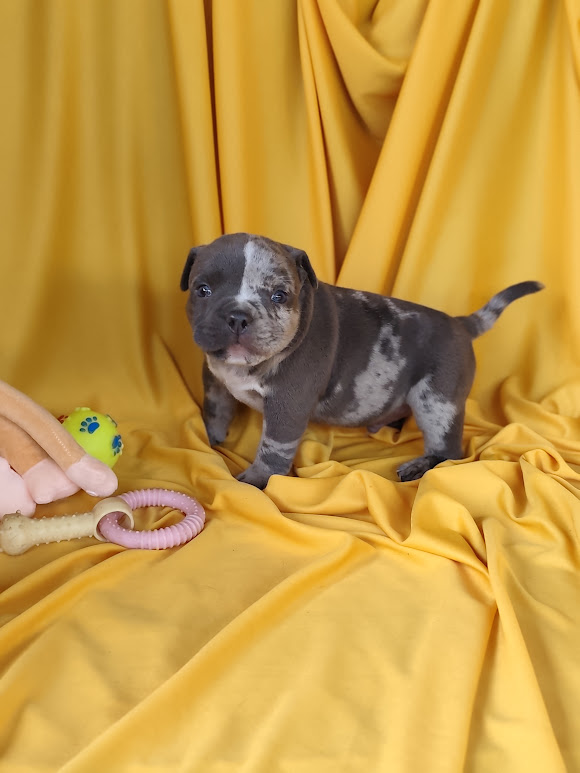American Bully macho Exotic pocket