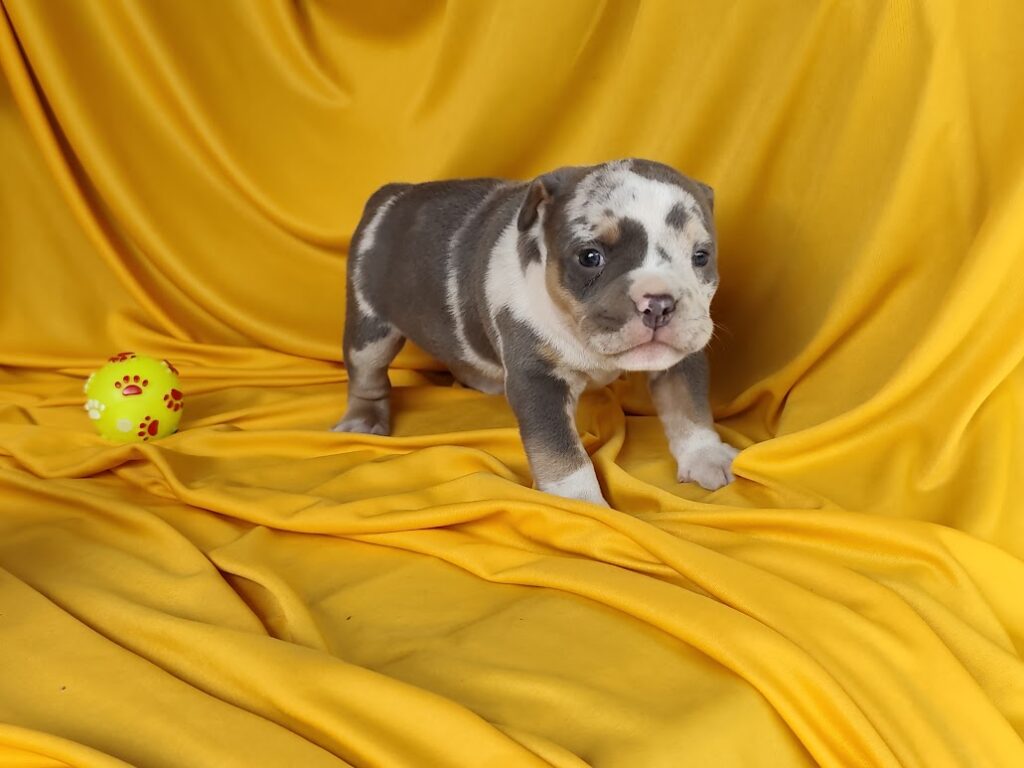 American Bully fêmea Exotic pocket