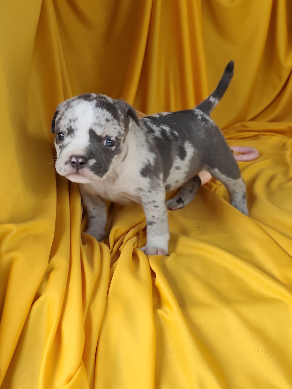 American Bully fêmea Exotic pocket