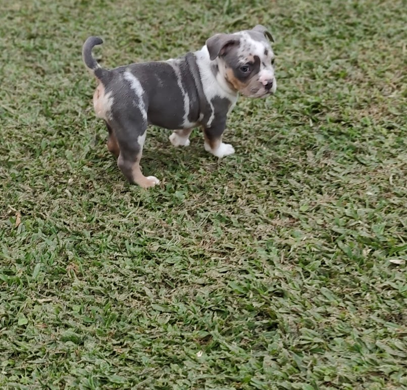 American Bully fêmea Exotic pocket