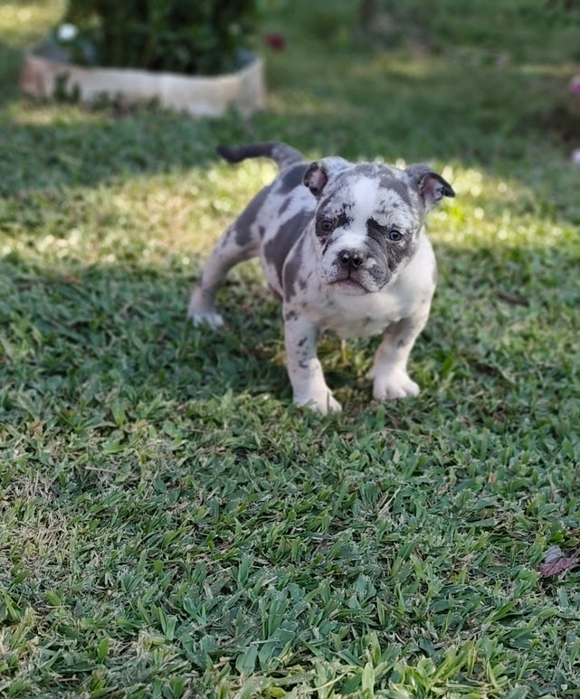 American Bully fêmea Exotic pocket