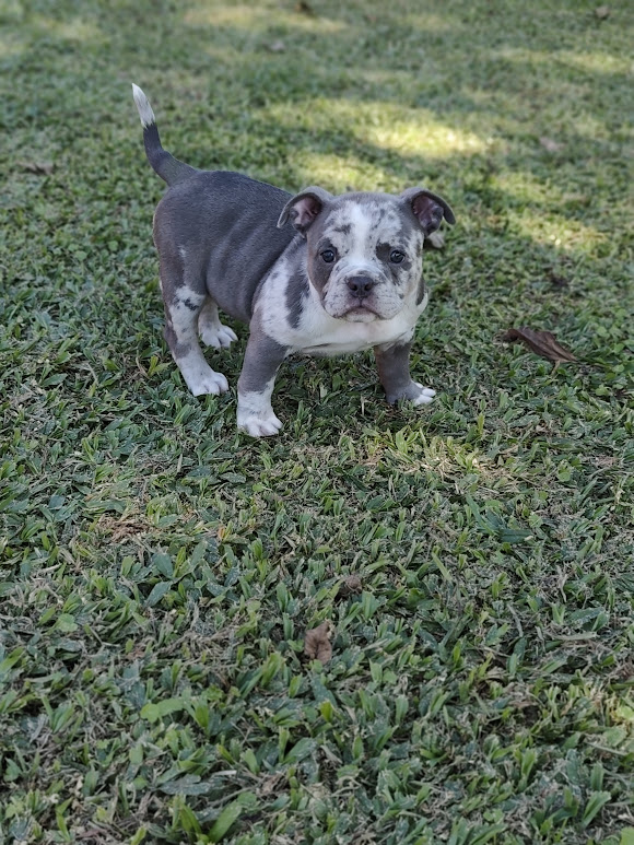 American Bully fêmea Exotic pocket 2