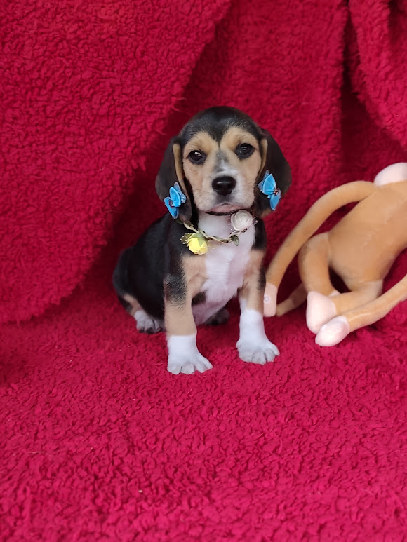 Beagle feminha tricolor padrão 13″