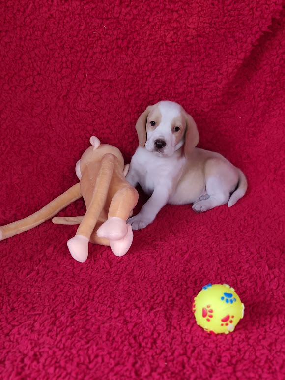 Beagle machinho Bicolor  padrão 13″
