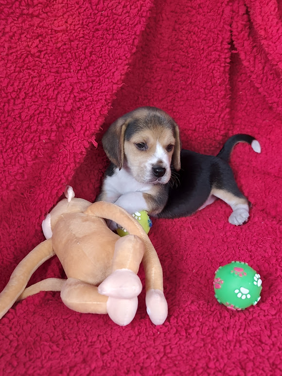 Beagle machinho tricolor  padrão 13″