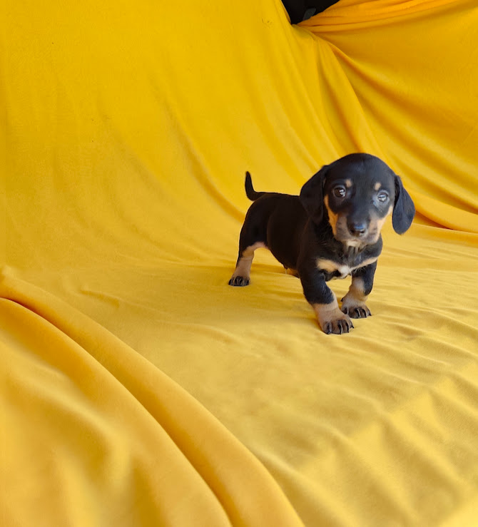 Basset- Dachshund machinho anão