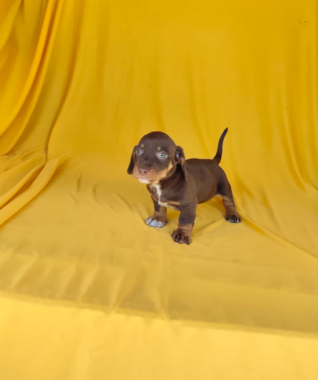 Basset- Dachshund machinho anão chcolate