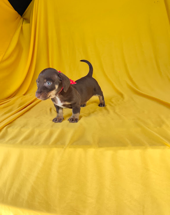 Basset- Dachshund feminha padrão anã chocolate