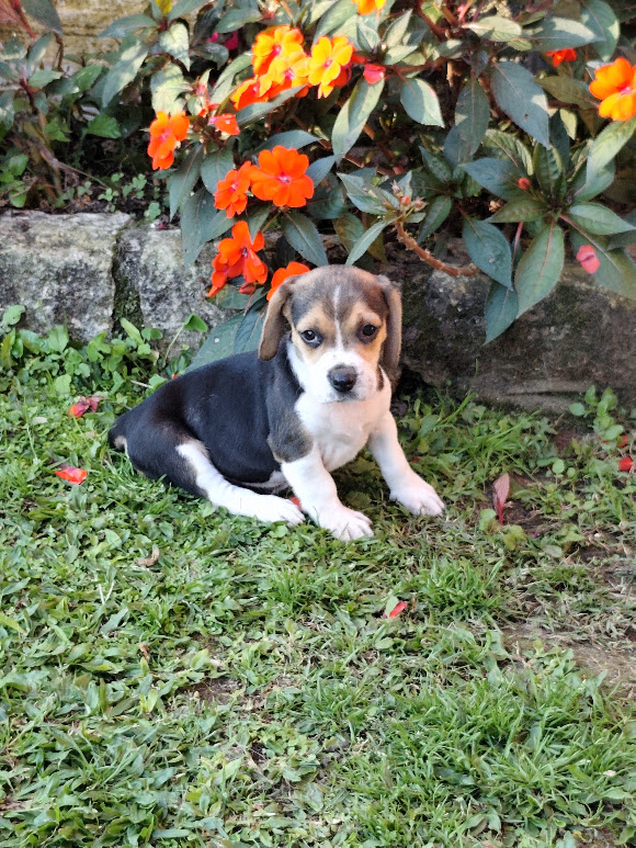 Beagle feminha tricolor padrão 13″