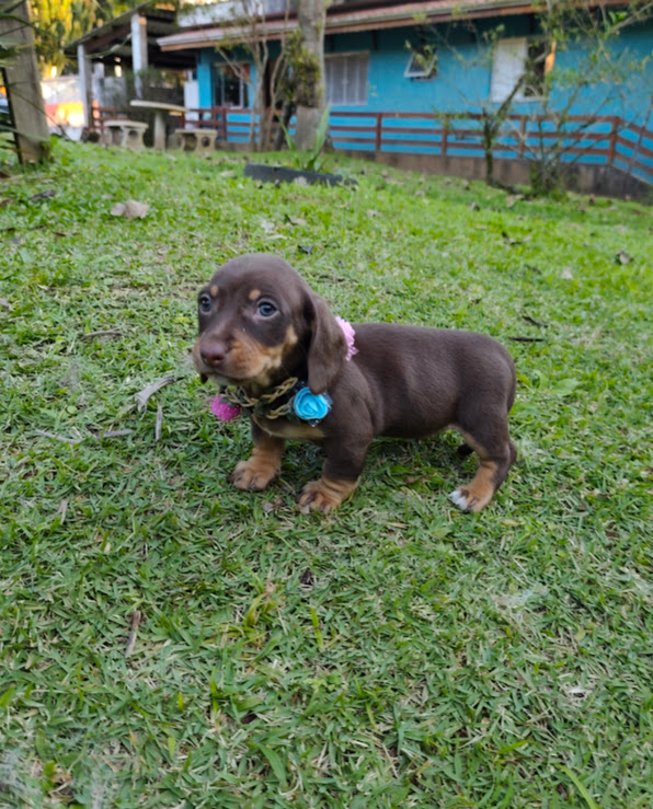 Basset- Dachshund feminha padrão anã chocotan