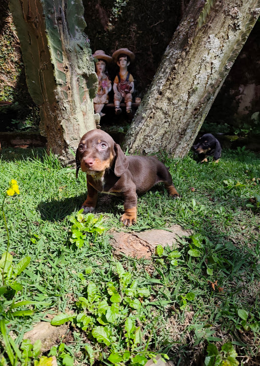 Basset- Dachshund machinho anão