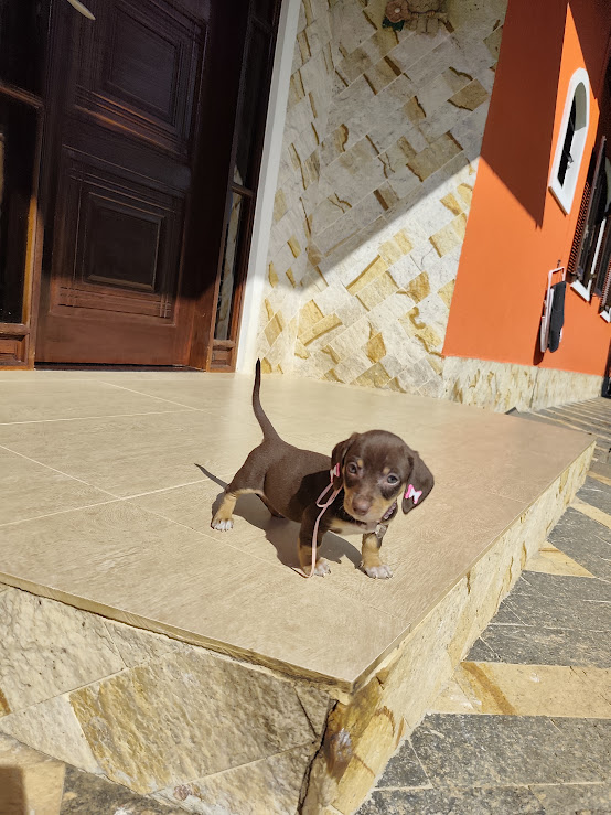 Basset- Dachshund feminha padrão anã