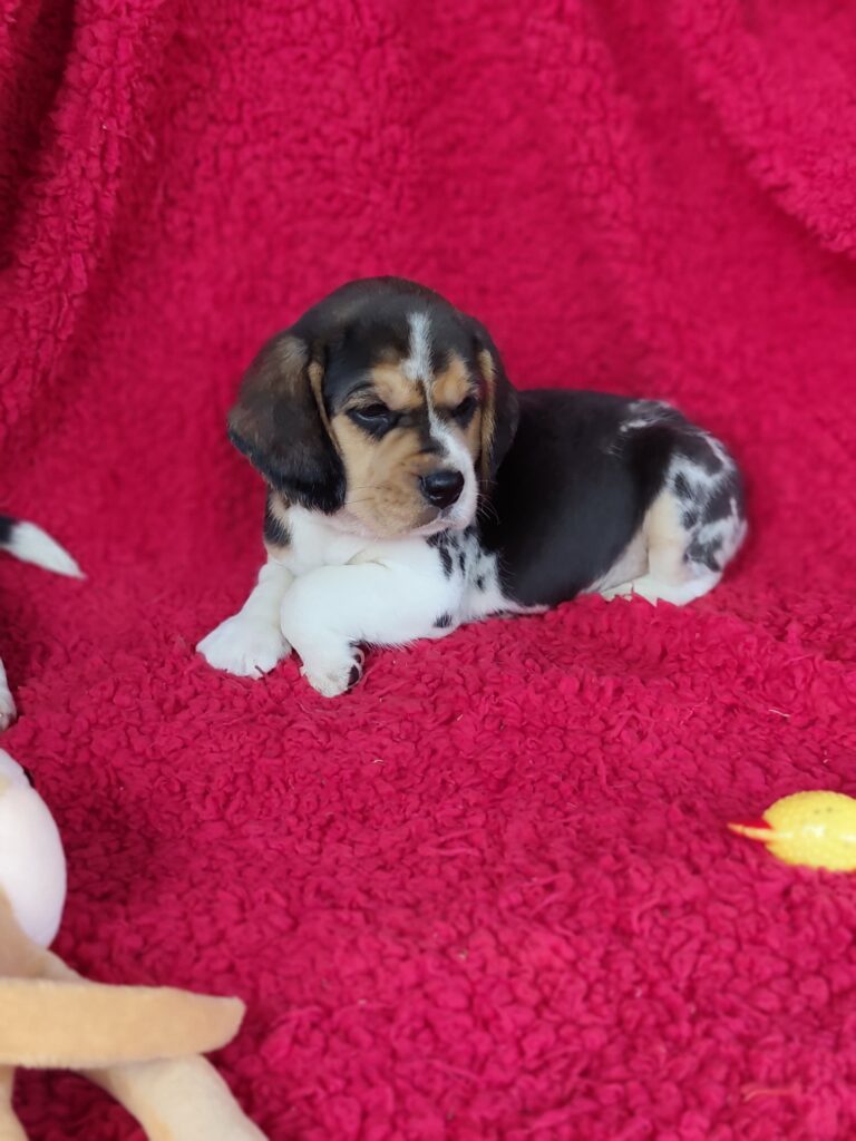 Beagle machinho tricolor exotico padrão 13″