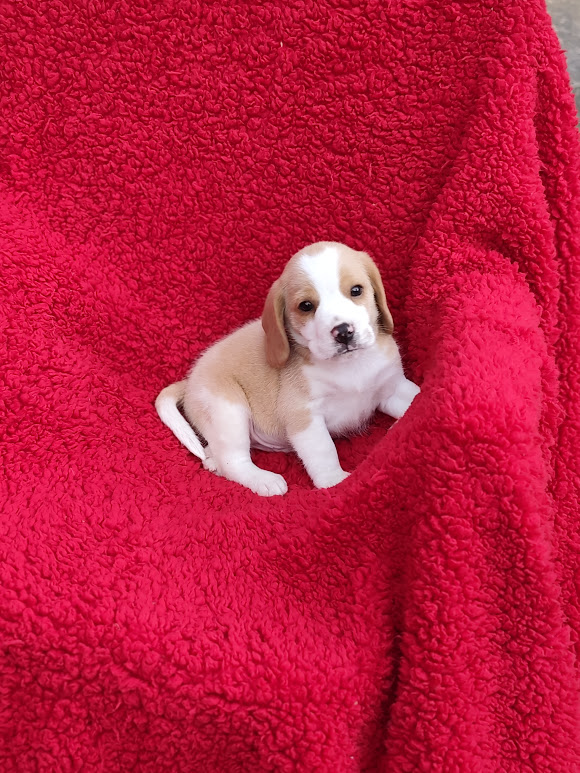 Beagle feminha Bicolor  padrão 13″