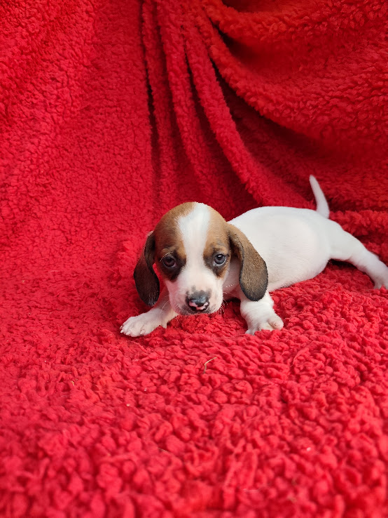 Basset- Dachshund machinho anão