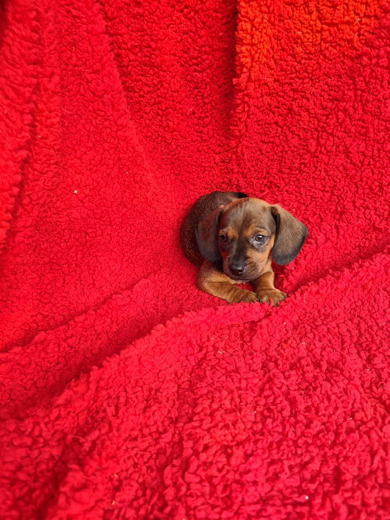 Basset- Dachshund machinho anão