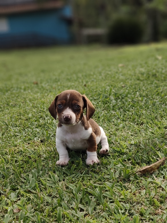Basset- Dachshund machinho anão