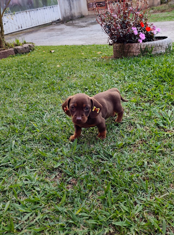 Basset- Dachshund feminha anã chocolate