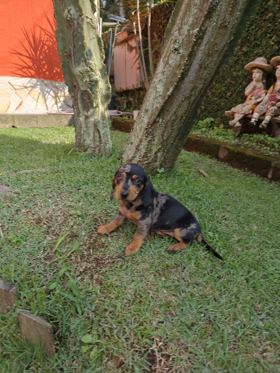 Basset- Dachshund machinho anão mofado de preto