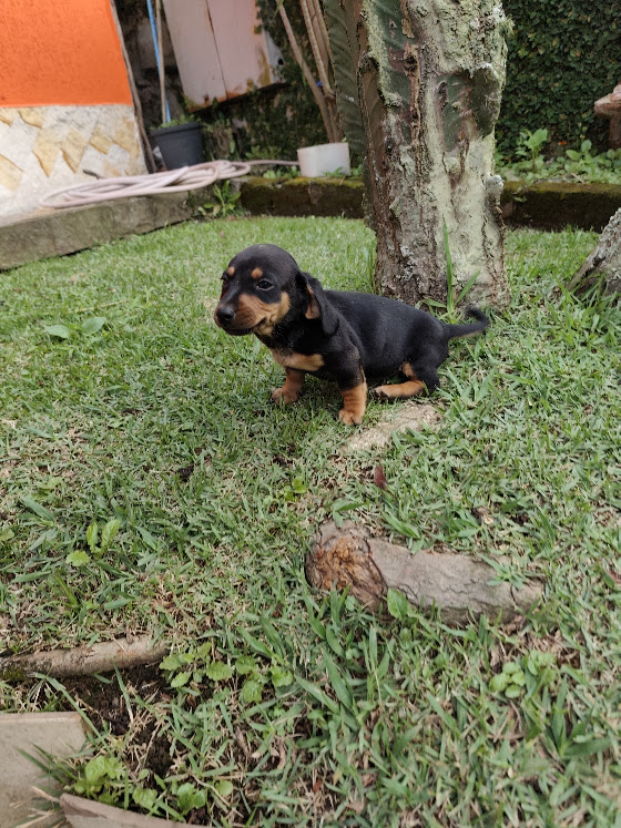 Basset- Dachshund machinho anão preto e canela