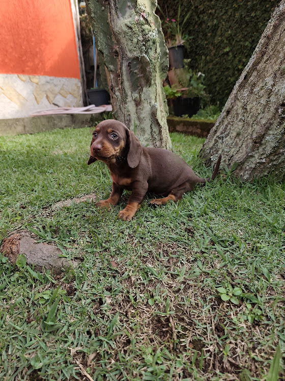 Basset- Dachshund feminha anã chocolate