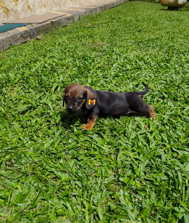 Basset- Dachshund feminha anã preta e canela