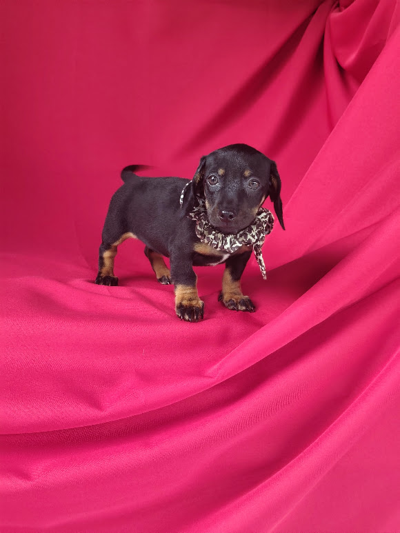 Basset- Dachshund feminha anã preta e canela